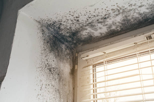 Affordable Crawl Space Mold Remediation solutions in Ashland, NJ